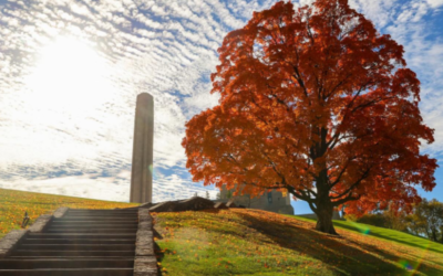 kansas city canopy planting trees