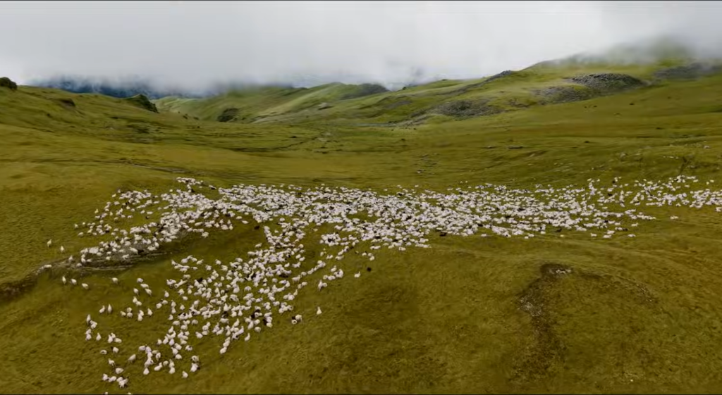 dhorpatan sheeps
