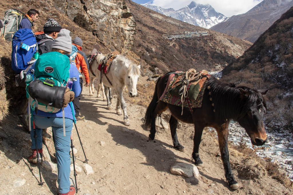 nepal trek mule